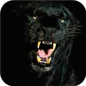 Black Panther Animal wallpaper