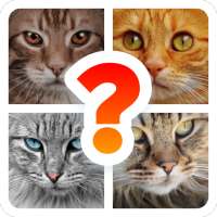 Cat Breed Quiz Game (Cat Game)