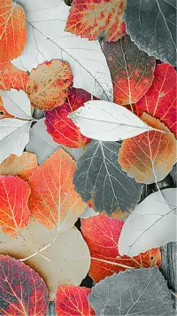 Leaf Full HD Wallpaper APK Download 2023 - Free - 9Apps