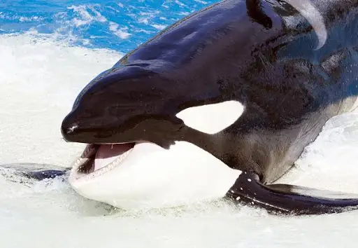 Killer Whale Wallpaper HD APK Download 2023 - Free - 9Apps Killer Whale Wallpaper HD APK Download 2023 - Free - 9Apps