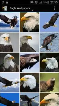 Descarga de la aplicación fondos de pantalla de aguila 2023 - Gratis - 9Apps Descarga de la aplicación fondos de pantalla de aguila 2023 - Gratis - 9Apps