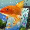 Aquariums launcher theme &wallpaper