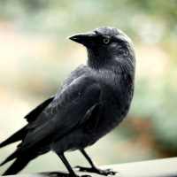 Crow Sounds - Crow Calls & Ringtones on 9Apps