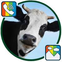 Cow - RINGTONES and WALLPAPERS on 9Apps