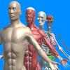 Human anatomy system & parts on 9Apps