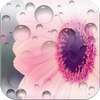 Photo Frames Cute Flowers on 9Apps