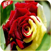 Téléchargement de l'application flower wallpaper hd full screen 🌹🌹 2023 - Gratuit - 9Apps Téléchargement de l'application flower wallpaper hd full screen 🌹🌹 2023 - Gratuit - 9Apps