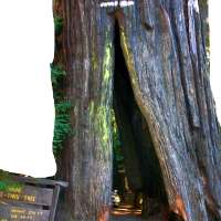 Rons Heritage Redwood Park