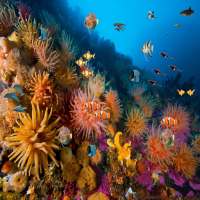 الشعاب المرجانية جدران لايف