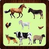 Learning Animal Names. Picture-Test-Sound