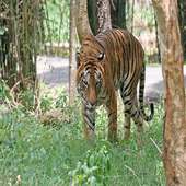 Biggest Forest's In Bangladesh