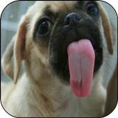 Dog Lick Screen Live Wallpaper on 9Apps