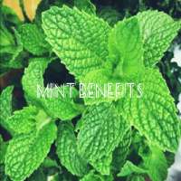 Health Benefits of Mint on 9Apps