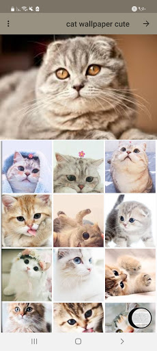 cute cats wallpapersTikTok Search