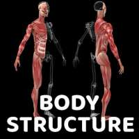 Human Body Structure