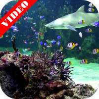 Video Wallpaper: Aquarium