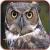 HD Owl Wallpaper on 9Apps