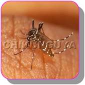 Best  ways to treat Chikungunya at home on 9Apps