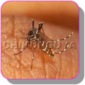 Best  ways to treat Chikungunya at home