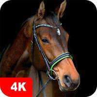 Horse Wallpapers 4K