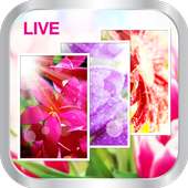 Spring Flower Live Wallpaper on 9Apps