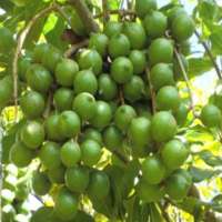 KALRO Macadamia Nut on 9Apps