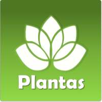 Medicinal Plants - Natural medicine for your home