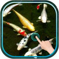 Magic Touch Koi Fish on 9Apps