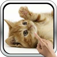 Playful Kitten Live Wallpaper on 9Apps