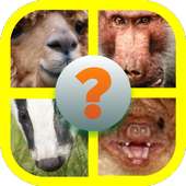 Animal Faces Picture Quiz