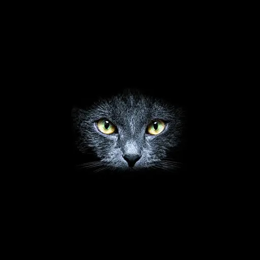 Black Cats Live Wallpaper APK Download 2023 - Free - 9Apps