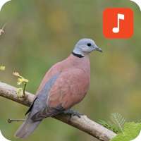 Red turtle dove bird sounds