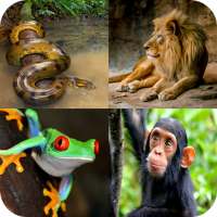 Animal Quiz: Adivinhe o animal