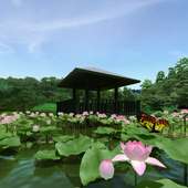 Lotus Pond 360°Trial on 9Apps