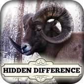 Hidden Difference - Winterland