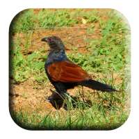 Coucal Sounds on 9Apps