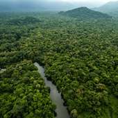 Amazon Rainforest The Best on 9Apps