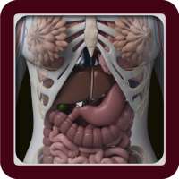 3D Female Anatomy: 3D Bones Skeleton & Organs