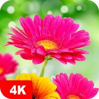 Papéis de parede com flores 4K on 9Apps