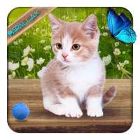 Cute Lovely Cat APUS Live Wallpaper