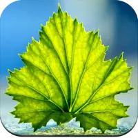 Green Leaf Live Wallpaper HD – Apps on Google Play