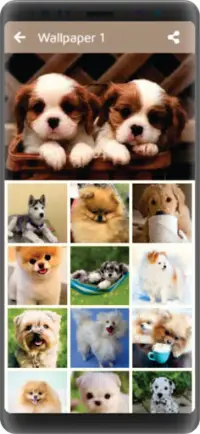 Pomeranian Dog Wallpaper HD APK Download 2023 - Free - 9Apps Pomeranian Dog Wallpaper HD APK Download 2023 - Free - 9Apps