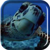 Sea Turtle Live Wallpaper