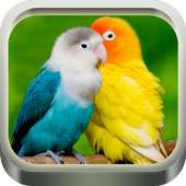 Lovebird Singing on 9Apps