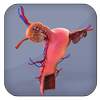 Female Reproductive System 3D Organs