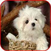 Cute Puppy Images on 9Apps