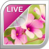 Flowers Live Wallpaper