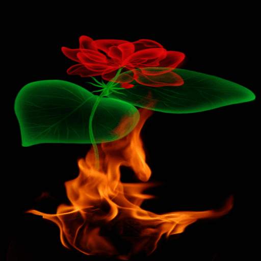 Fiery Rose Magic LWP