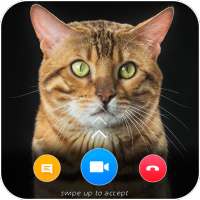Cat Video Calling & Chat Simulator