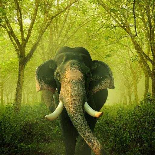 Elephant Sounds - Ringtone,Alarm & Notification